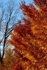 gal/Autumn_in_Praid/_thb_DSC_2673.JPG